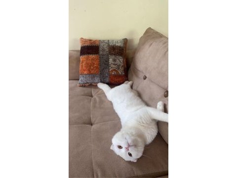 A kalite pamuk scottish fold oğlumuz