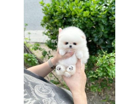 Pomeranian micro yavrular