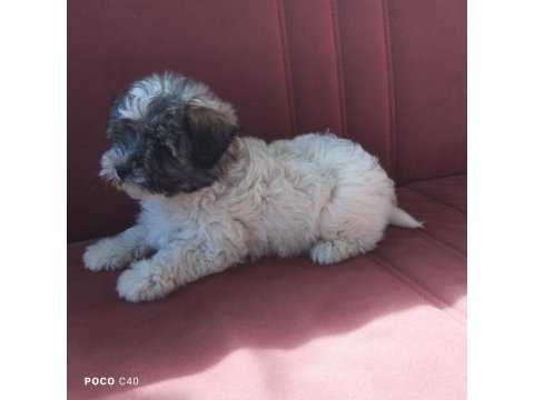 Terrier yavru