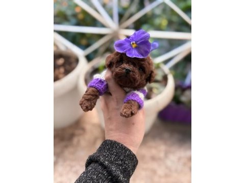 Kore poodle yavrular