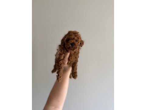 Kore poodle teacup