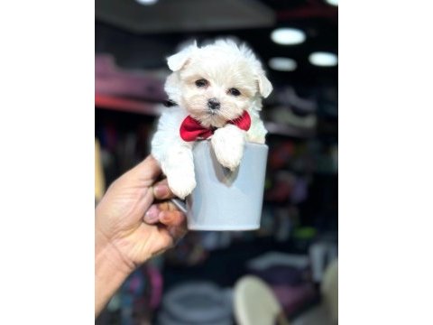 Teacup maltese