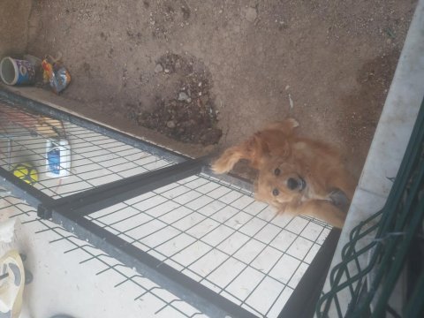 Alex çok akıllı bir dost golden retriever