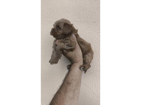 Maltipoo yavrular