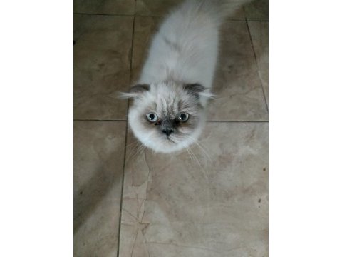 Exotic longhair acil