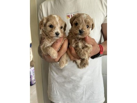 Maltipoo kore kan bebekler