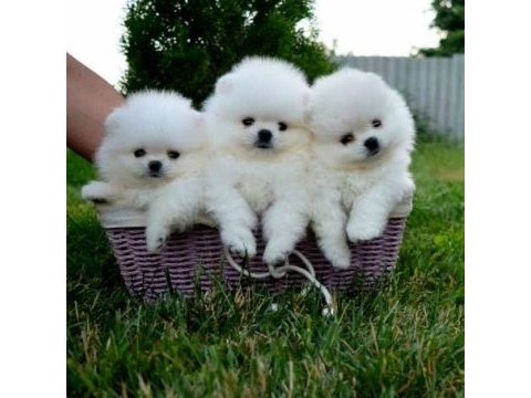 Mersin pomeranian boo köpeklerimiz