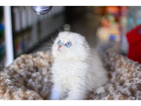 Prenses silver ns1133 scottish fold longhair 