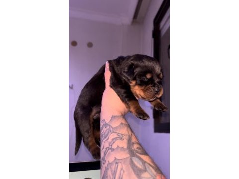 Grand türkiye şampiyonu yavruları rottweiler