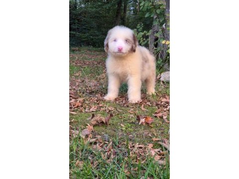 Blue merle ausiee doodle yavrumuz