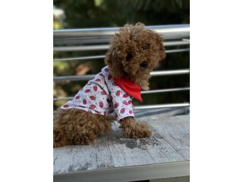 2 buçuk aylık tuvalet eğitimli red dişi poodle
