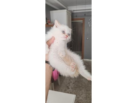 British shorthair kedimiz