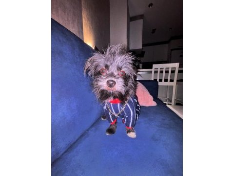 1 yıl 9 aylık terrier mersin