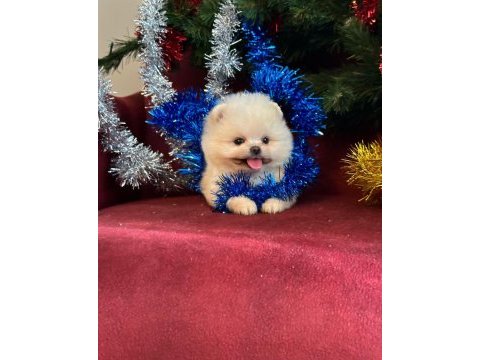 Teddy bear bebek pomeranian boo