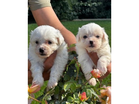 Maltese terrier yavruları