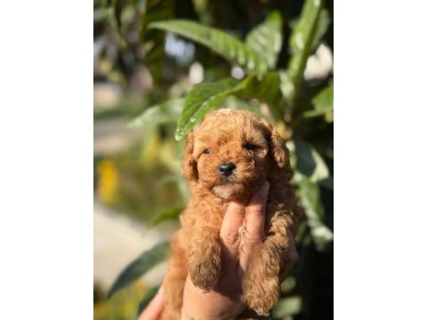 Maltipoo yavru