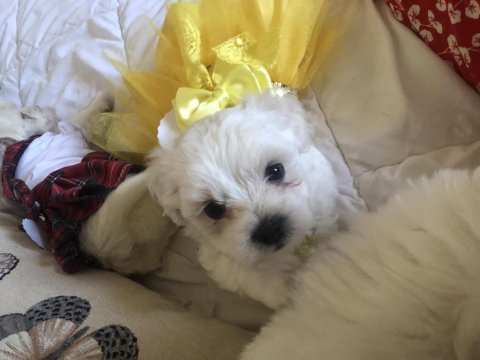 Sahibinden aşılı orjinal maltese terrier yavrular