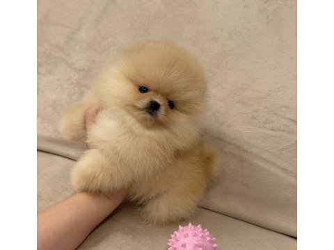 Ayıcık surat gerçek pomeranian boo yavrular