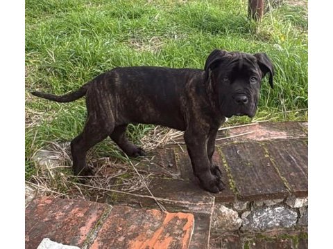 Cane corso iyisi değil en iyisi kapıda ödeme mevcut