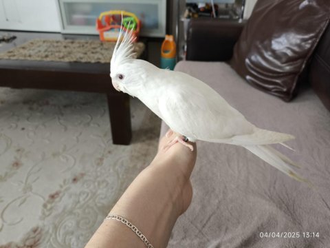 El beslemesi jumbo albino yavru sultan papağanı