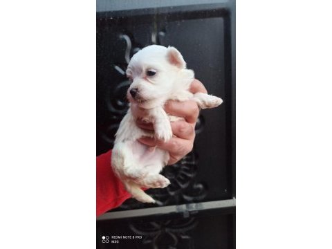 Minyatür ırkın güzelliği maltese
