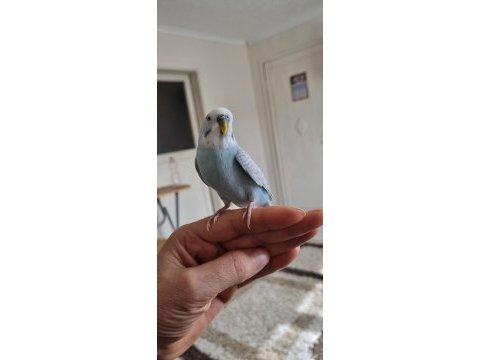 Full evcil ele kola gelen muhabbet kuşu