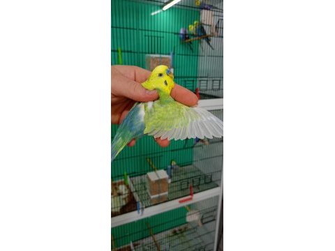 Damızlık erkek rainbow muhabbet kuşu