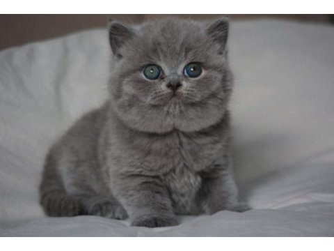 Gümüş mucize gri british shorthair