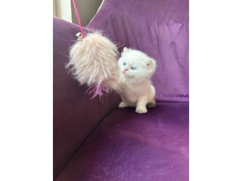 Ns11 dişi british longhair