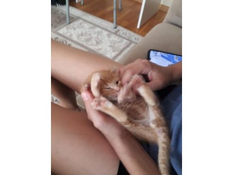 20 günlük tekir kedi sarman kalıcı yuvasını arıyor