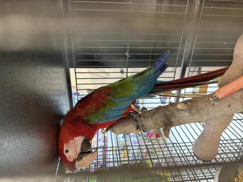 Belgeli çipli ara macaw papağanı citypetshop