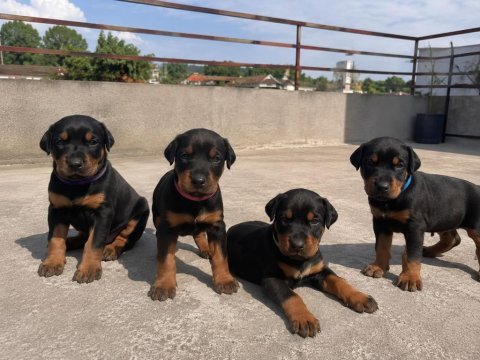 Gerçek doberman yavruları