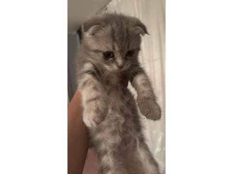 Scotish fold safkan ırk ayı surat yavrularımız 2 aylık.