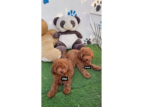 A kalite toy poodle yavrularım