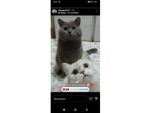 2 mart doğumlu british shorthair yavrular