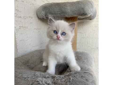 Safkan scrli anne-babadan ragdoll yavrular