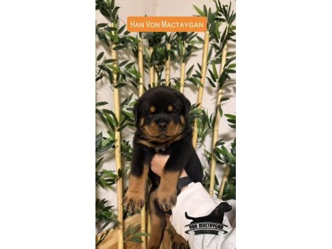 Fcı/kıf şecereli rottweiler grand türkiye şampiyonu yavrular
