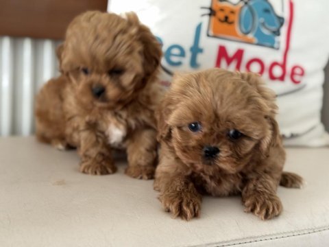 Ankarada wc eğitimli  kore maltipoo lar ziyarete açık