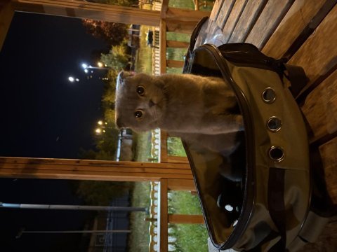 Scottish fold 6 aylık