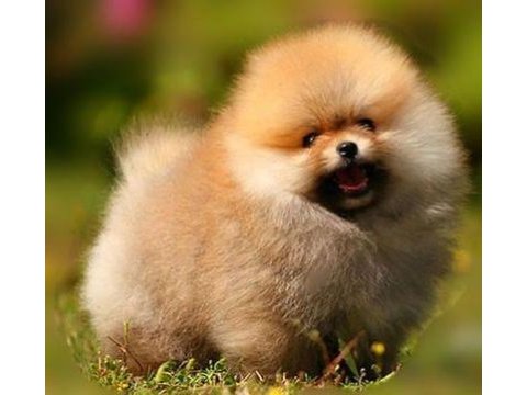 Portakal turuncu pomeranian yavrularımız