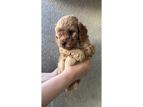 1 dişi ve 1 erkek son kalan garantili toy poodle yavrular