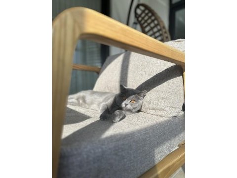 British shorthair kedimiz mochi