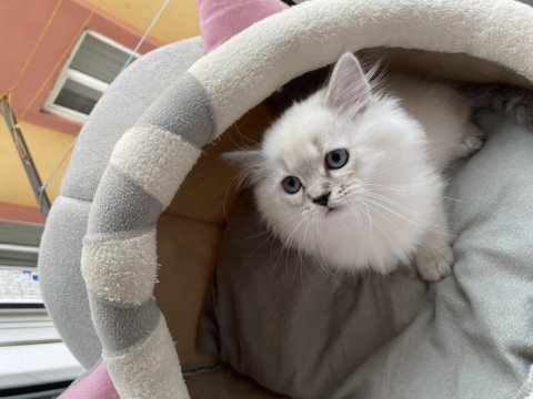 Mavi gözlü pamuk gibi british longhair