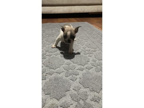 50 günlük french bulldog yavrular
