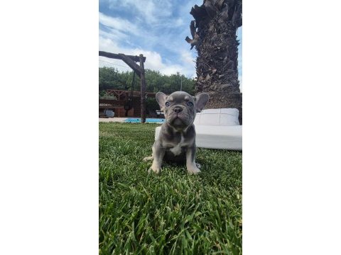 French bulldog yavruları çiftlikten