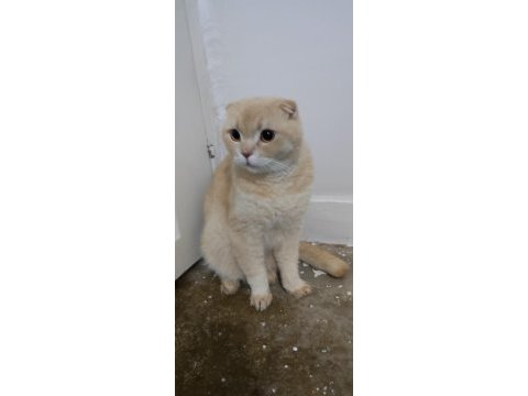 Paşa evladımız 1.5 yaşında scottish fold