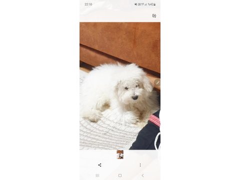Bakamıyorum köpeğime