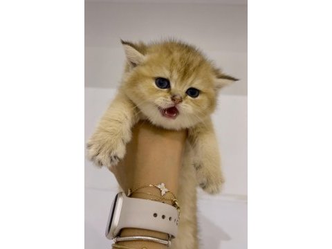 Safkan golden ny11 dişi british shorthair