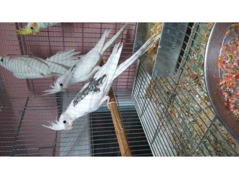 Wf sultan papağanı bebekler 2 aylık