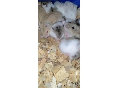 Yavru hamsterlar (istanbul içi teslim yapmaktayız)